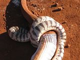 BlackHeadedPython17.jpg image by nightjar3