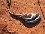 BlackHeadedPython2.jpg image by nightjar3
