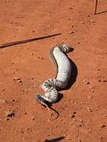 BlackHeadedPython21.jpg image by nightjar3