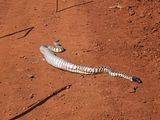 BlackHeadedPython22.jpg image by nightjar3