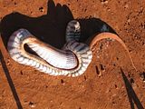BlackHeadedPython4.jpg image by nightjar3