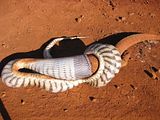 BlackHeadedPython5.jpg image by nightjar3