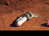 BlackHeadedPython8.jpg image by nightjar3