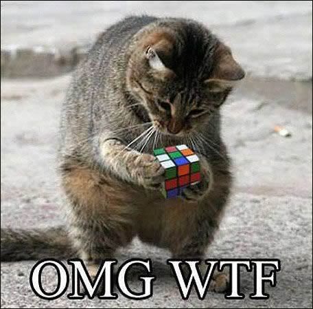 super_funny_animals_hilarious_pictures_inteligent-cat.jpg