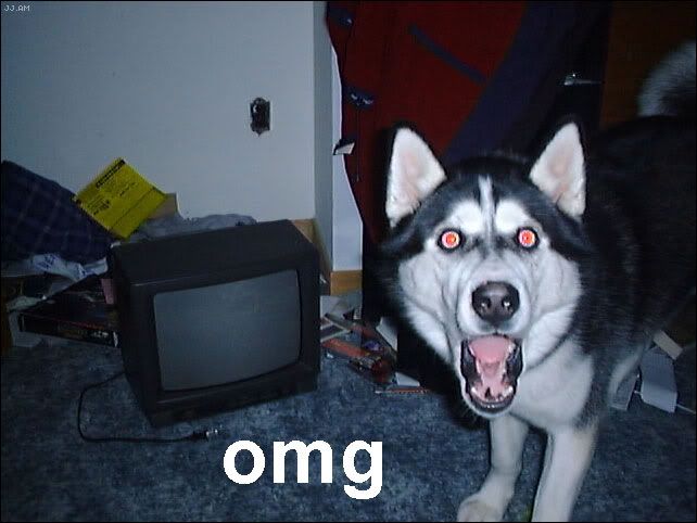 OMG_husky_zps8bcc7f4a.jpg