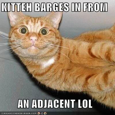 funny-pictures-cat-barges-from-adja_zps47d1315d.jpg