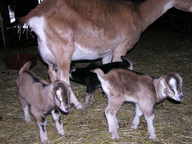 pics of my new babies, if I can figure out how to do this - Goats