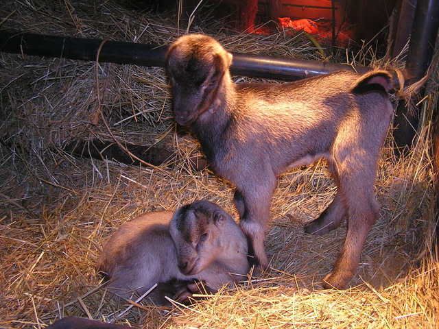 pics of my new babies, if I can figure out how to do this - Goats