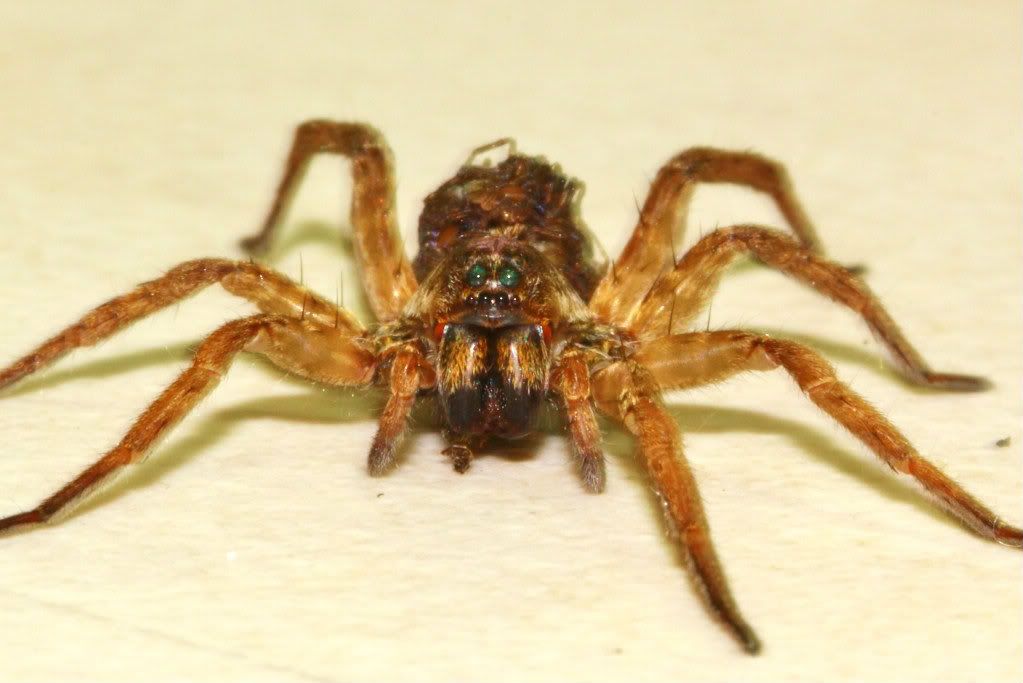 IMAGE: http://i151.photobucket.com/albums/s125/manokski_2007/macroshots/020.jpg