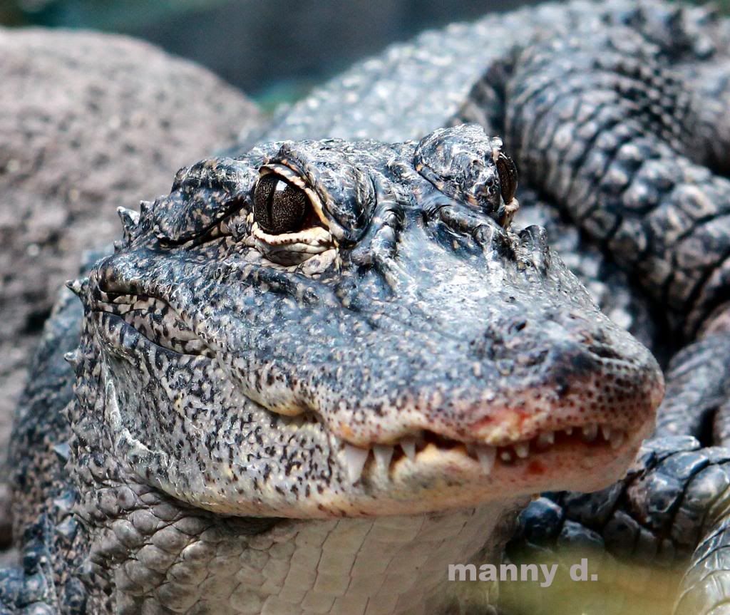 IMAGE: http://i151.photobucket.com/albums/s125/manokski_2007/reptiles/9c36f6f1-fb17-4891-829c-fe6d35d9ee0c_zps8509d83f.jpg