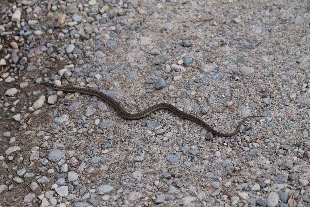 What about snakes? Yellowstone National Park Forum Tripadvisor