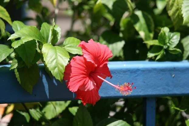 hibiscus1.jpg