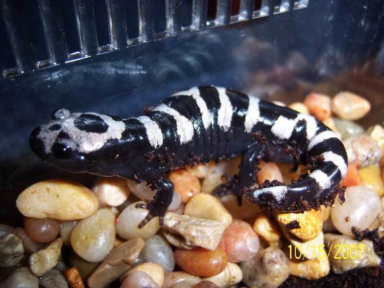 Marbled Salamanders Diet Meal Plans