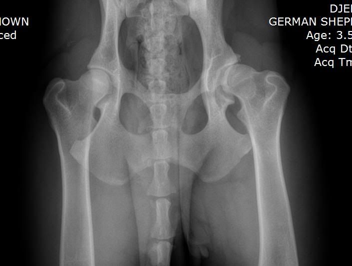 hip surgery cost? German Shepherds Forum