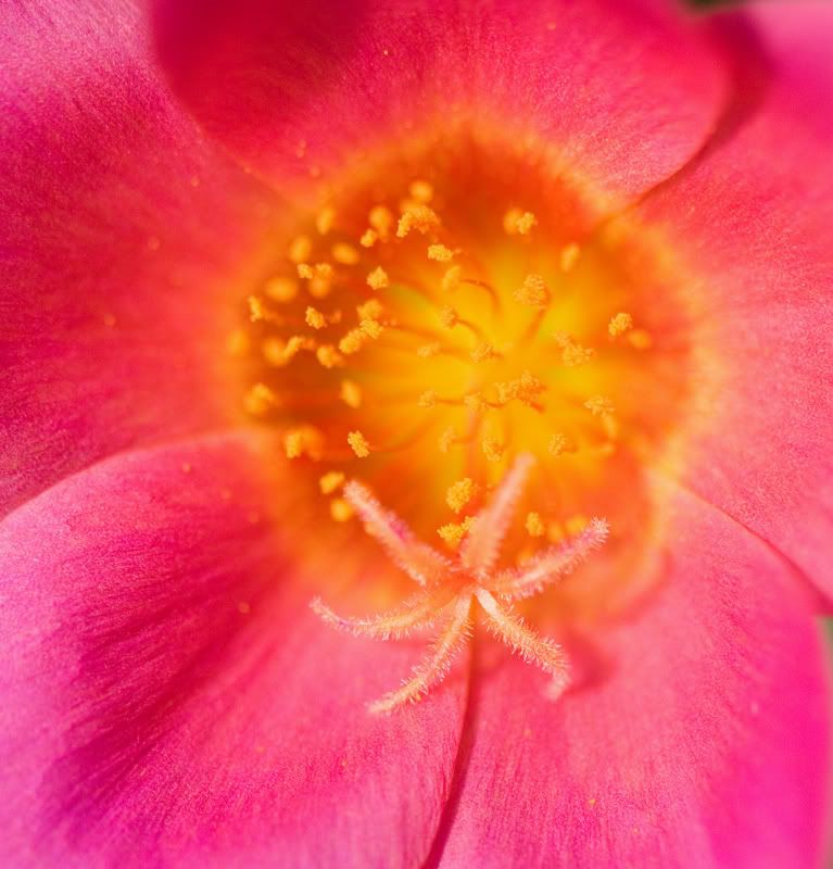 IMAGE: http://i151.photobucket.com/albums/s130/KinnonBellPhotography/bright.jpg