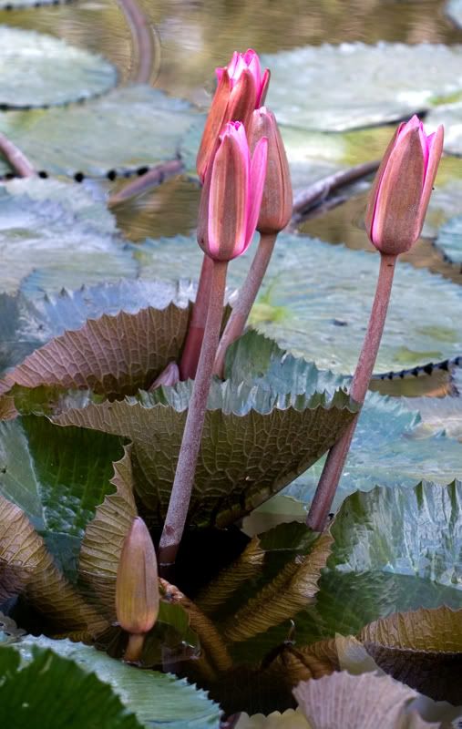 IMAGE: http://i151.photobucket.com/albums/s130/KinnonBellPhotography/buds.jpg