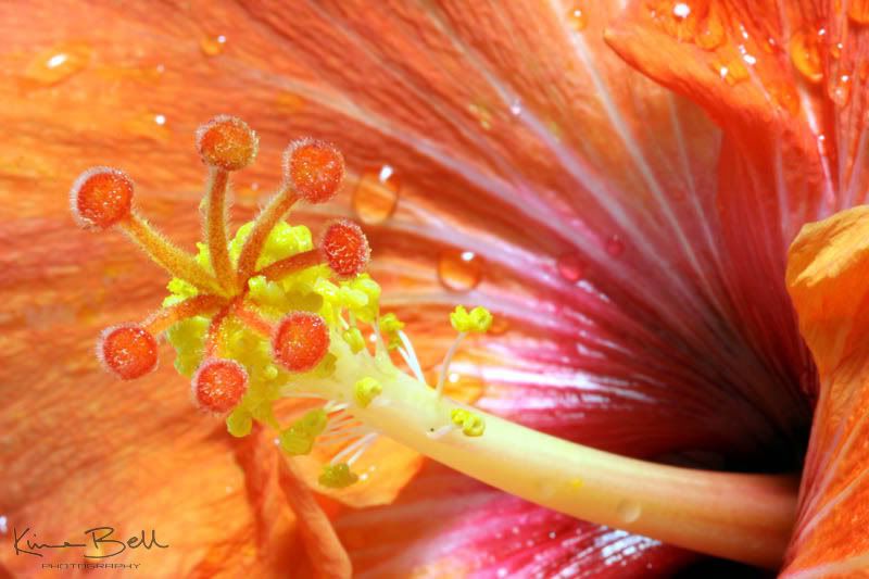 IMAGE: http://i151.photobucket.com/albums/s130/KinnonBellPhotography/hibiscus.jpg