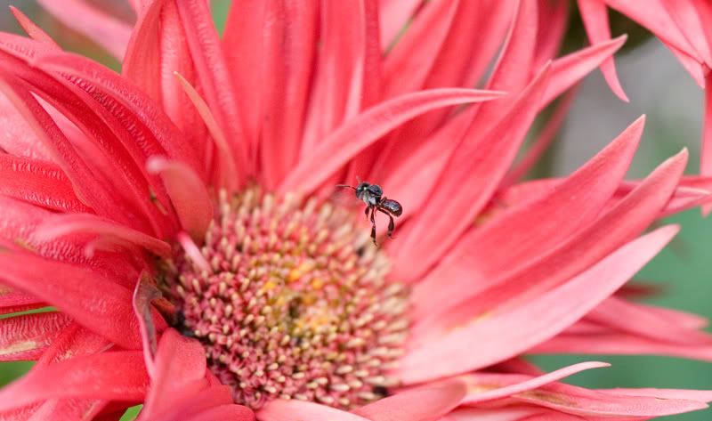 IMAGE: http://i151.photobucket.com/albums/s130/KinnonBellPhotography/landing.jpg