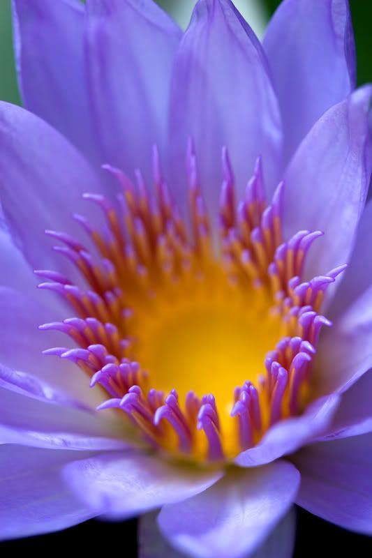 IMAGE: http://i151.photobucket.com/albums/s130/KinnonBellPhotography/lilly1.jpg