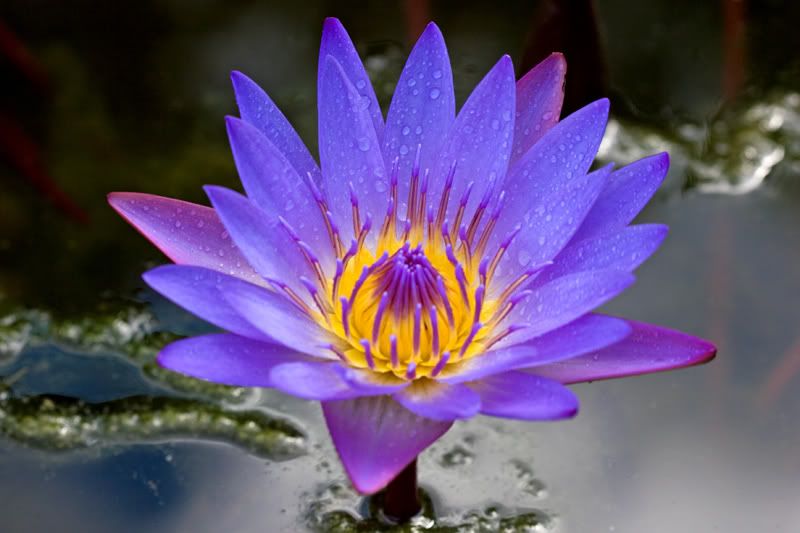 IMAGE: http://i151.photobucket.com/albums/s130/KinnonBellPhotography/lilly2.jpg