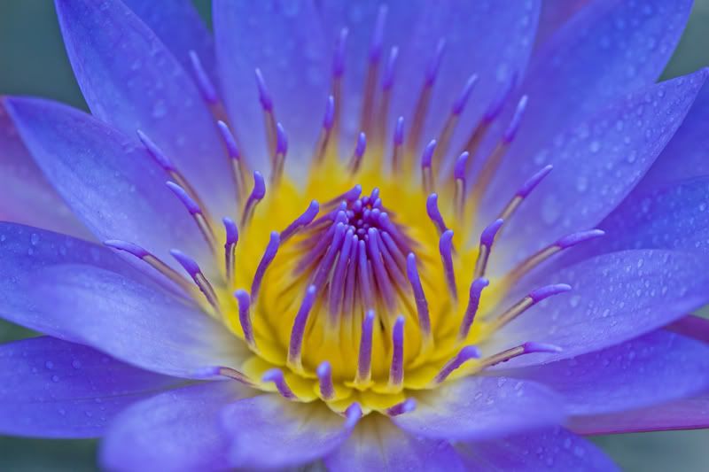 IMAGE: http://i151.photobucket.com/albums/s130/KinnonBellPhotography/lilly3.jpg