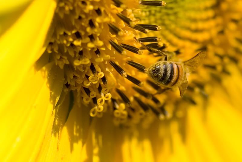 IMAGE: http://i151.photobucket.com/albums/s130/KinnonBellPhotography/pollenbum.jpg