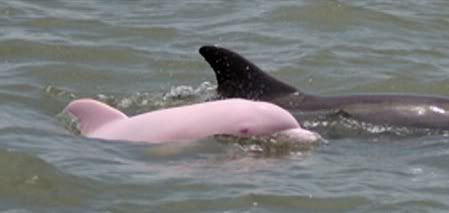 0_21_pink_dolphin_2.jpg