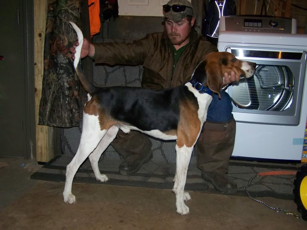 BONE COLLECTOR PUPS - Arkansas coon dogs1024 x 768