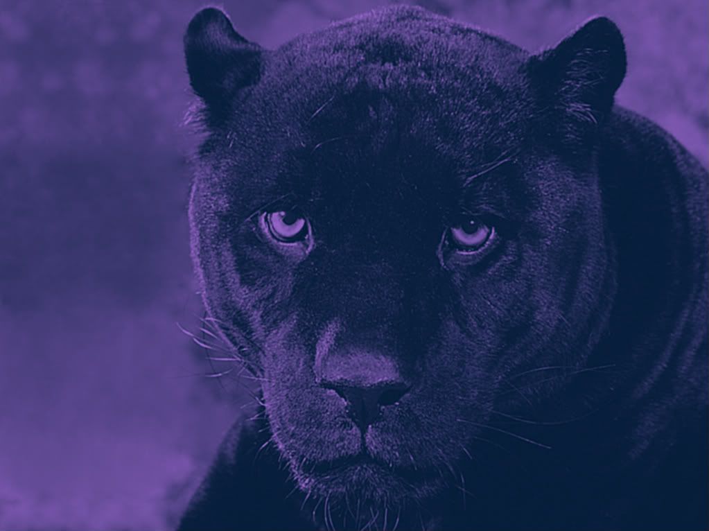 Black And Purple Background. lack and purple panther Image