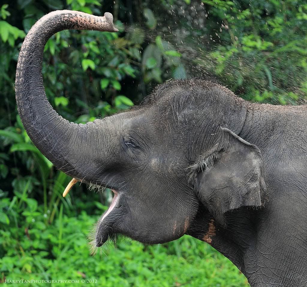 IMAGE: http://i151.photobucket.com/albums/s132/horolographer/Animals/Elephant0020.jpg