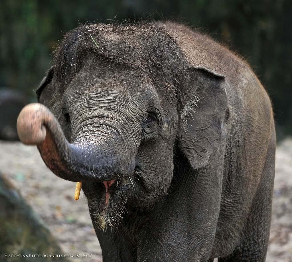 IMAGE: http://i151.photobucket.com/albums/s132/horolographer/Animals/Elephant0031.jpg