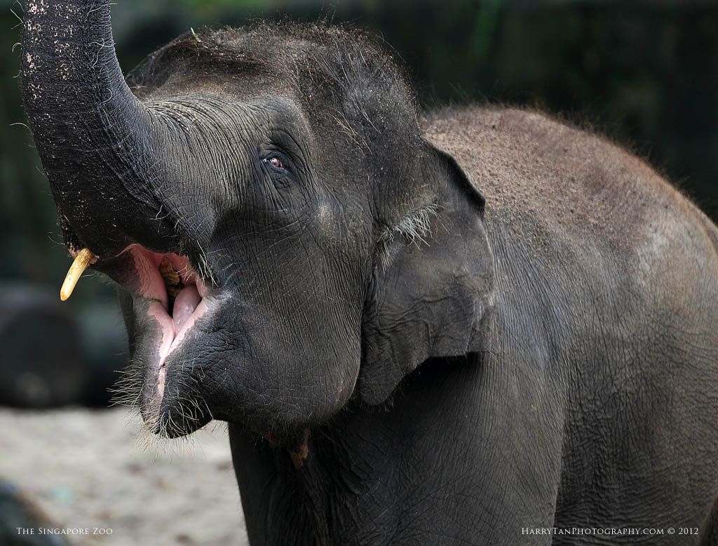 IMAGE: http://i151.photobucket.com/albums/s132/horolographer/Animals/Elephant0040web.jpg
