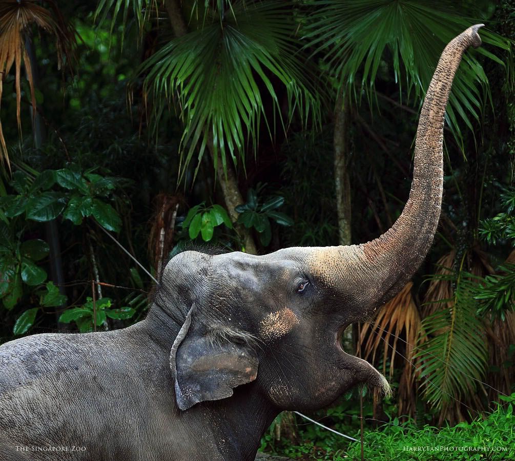 IMAGE: http://i151.photobucket.com/albums/s132/horolographer/Animals/Elephant0067web.jpg