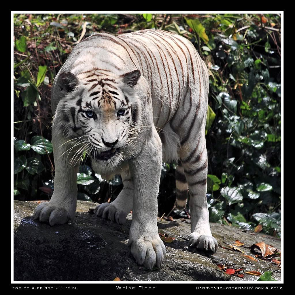 IMAGE: http://i151.photobucket.com/albums/s132/horolographer/Animals/Zoo0298Bweb.jpg