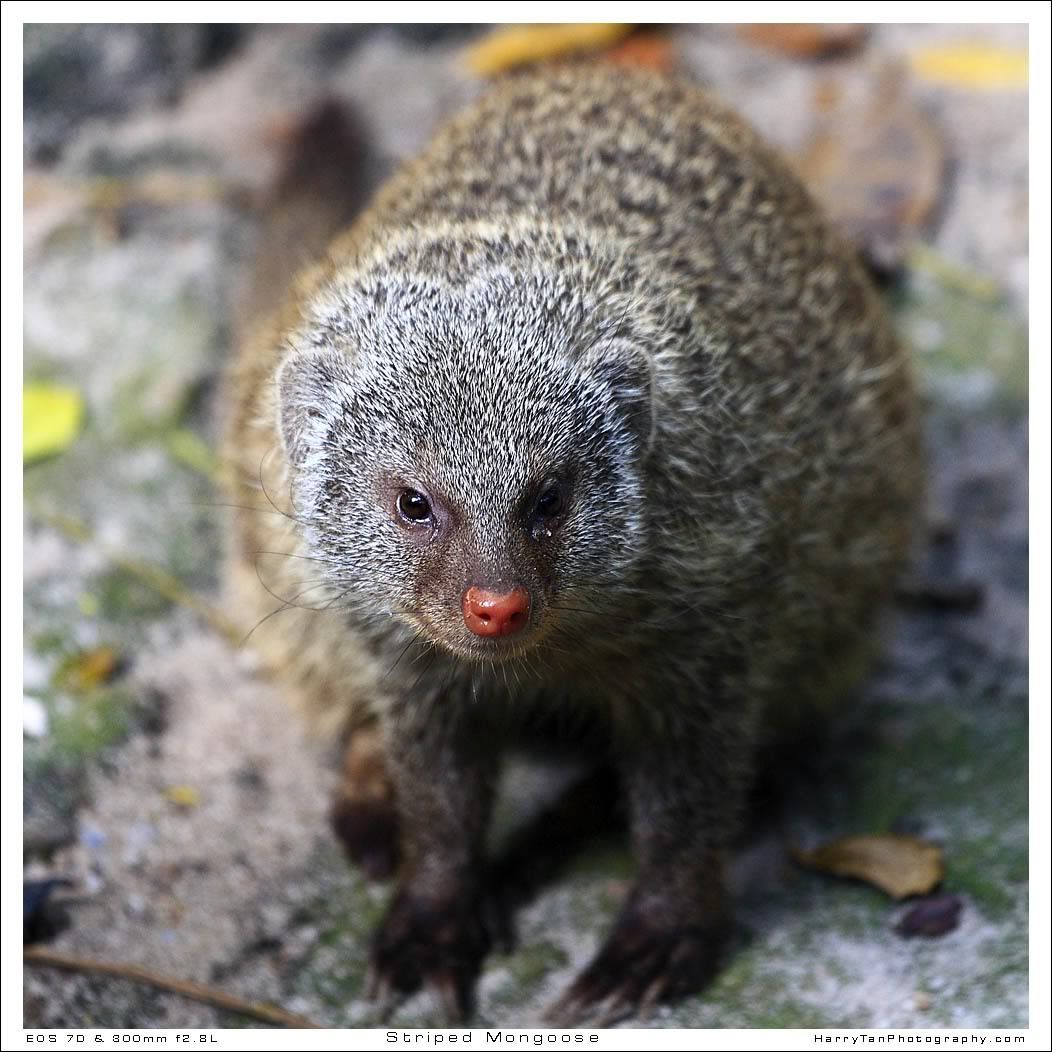 IMAGE: http://i151.photobucket.com/albums/s132/horolographer/Animals/Zoo0332Aweb.jpg