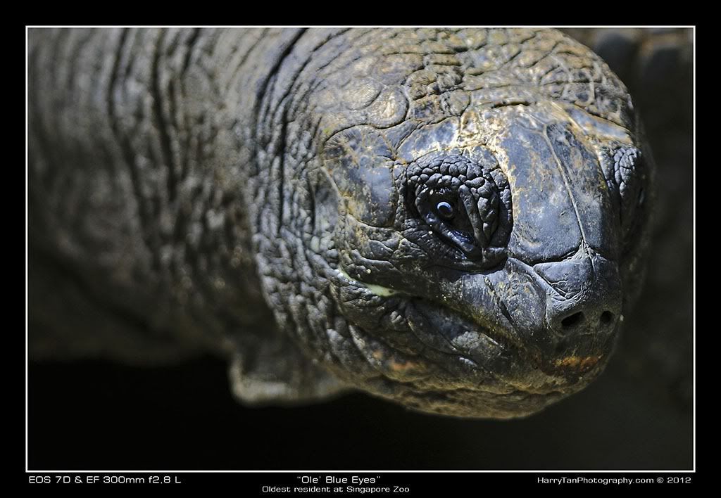 IMAGE: http://i151.photobucket.com/albums/s132/horolographer/Animals/Zoo0396Aweb.jpg