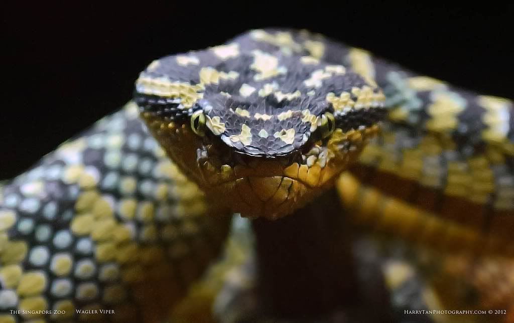 IMAGE: http://i151.photobucket.com/albums/s132/horolographer/Animals/snakes0030webPOTN.jpg