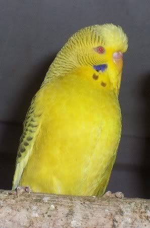 Flw.jpg