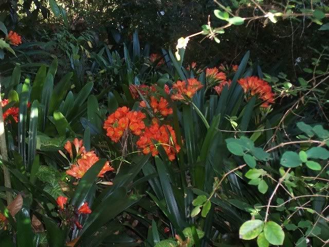 clivia5.jpg