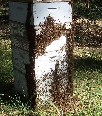hive.jpg