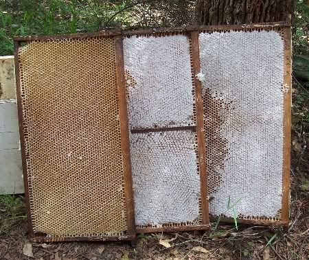 honey.jpg