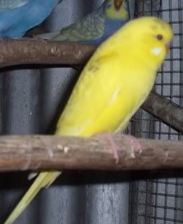 pied1.jpg