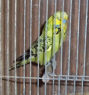 sickbird2.jpg