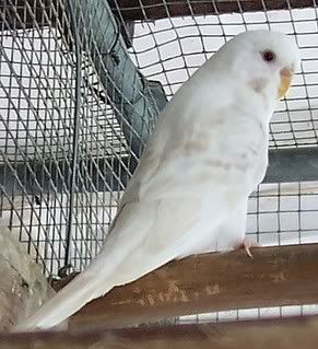 whitehen3.jpg