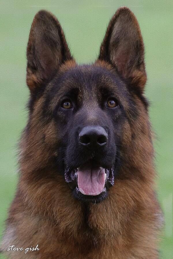 cayus%20capn_zpsjjexupkq