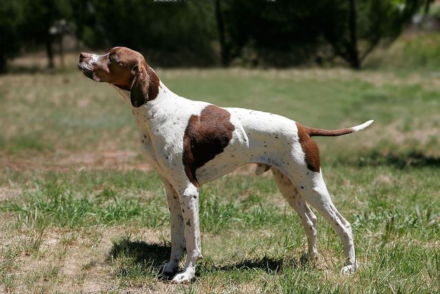 1200px-English_pointer_zpsppyq2fvs.jpg