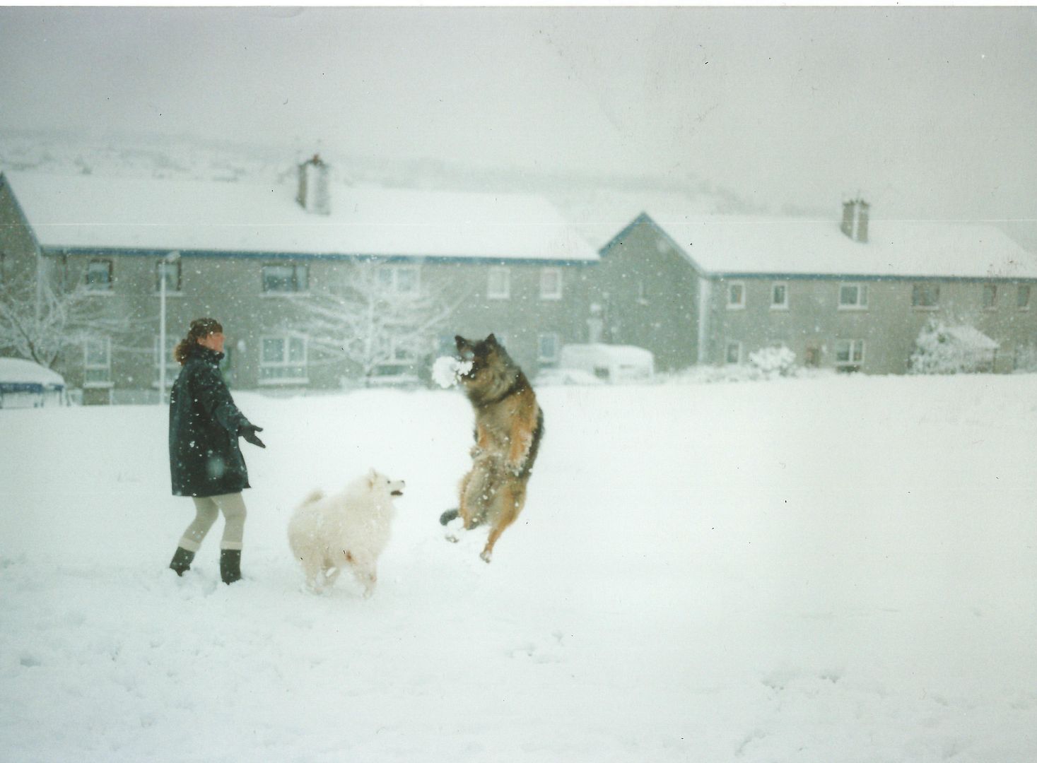 Max%20n%20Sammy%20in%20the%20snow_zpsryp