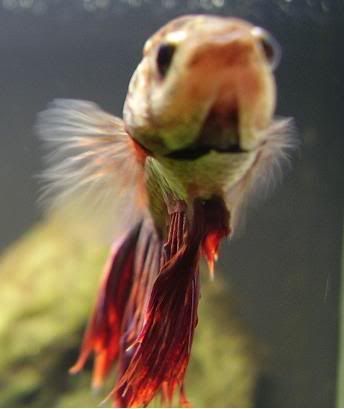 fightingfish.jpg