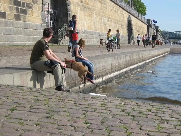 летающий пёс