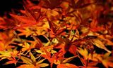 MapleContactBoxCROPPED.jpg MapleLeafContactBoxFINAL image by dksa7706